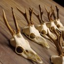 9 Stück Rehgeweihe lose Reh Bock Geweihe Geweih mit Drahtaufhängung 12.126