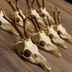 9 Stück Rehgeweihe lose Reh Bock Geweihe Geweih mit Drahtaufhängung 12.126