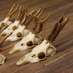 9 Stück Rehgeweihe lose Reh Bock Geweihe Geweih mit Drahtaufhängung 12.126