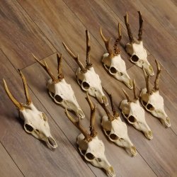 9 Stück Rehgeweihe lose Reh Bock Geweihe Geweih mit Drahtaufhängung 12.126