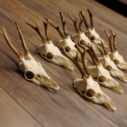 9 Stück Rehgeweihe lose Reh Bock Geweihe Geweih mit Drahtaufhängung 12.126