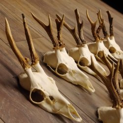 9 Stück Rehgeweihe lose Reh Bock Geweihe Geweih mit Drahtaufhängung 12.126