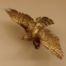 Habicht Greifvogel Tierpräparat mit Genehmigung zum Verkauf 90.13.11