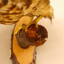 Habicht Greifvogel Tierpräparat mit Genehmigung zum Verkauf 90.13.11