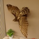 Habicht Greifvogel Tierpräparat mit Genehmigung zum Verkauf 90.13.11