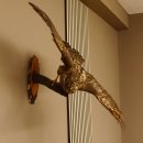 Habicht Greifvogel Tierpräparat mit Genehmigung zum Verkauf 90.13.11