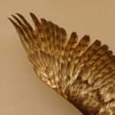 Habicht Greifvogel Tierpräparat mit Genehmigung zum Verkauf 90.13.11