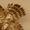 Habicht Greifvogel Tierpräparat mit Genehmigung zum Verkauf 90.13.11