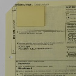 Habicht Greifvogel Tierpräparat mit Genehmigung zum Verkauf 90.13.11