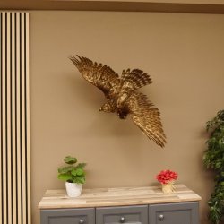 Habicht Greifvogel Tierpräparat mit Genehmigung zum Verkauf 90.13.11