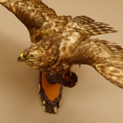 Habicht Greifvogel Tierpräparat mit Genehmigung zum Verkauf 90.13.11
