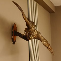 Habicht Greifvogel Tierpräparat mit Genehmigung zum Verkauf 90.13.11