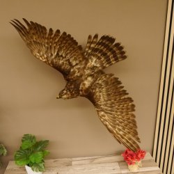 Habicht Greifvogel Tierpräparat mit Genehmigung zum Verkauf 90.13.11