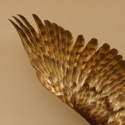 Habicht Greifvogel Tierpräparat mit Genehmigung zum Verkauf 90.13.11