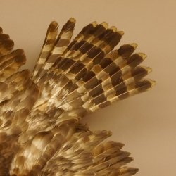 Habicht Greifvogel Tierpräparat mit Genehmigung zum Verkauf 90.13.11