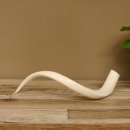 Kudu Innenhorn MINI 42cm poliert 1 Stück Afrika - verschiedene Variationen