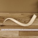 Kudu Innenhorn MINI 42cm poliert 1 Stück Afrika - verschiedene Variationen