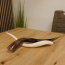 Kudu Innenhorn MINI 42cm poliert 1 Stück Afrika - verschiedene Variationen