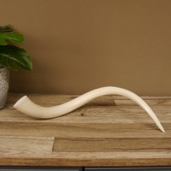 Kudu Innenhorn MINI 42cm poliert 1 Stück Afrika - verschiedene Variationen