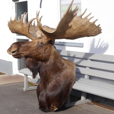 Elchkopf riesengroßer Elch Kopf Schulter Präparat H 154 cm Geweih Jagd Trophäe