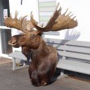 Elchkopf riesengroßer Elch Kopf Schulter Präparat H 154 cm Geweih Jagd Trophäe