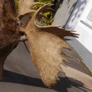 Elchkopf riesengroßer Elch Kopf Schulter Präparat H 154 cm Geweih Jagd Trophäe