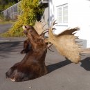 Elchkopf riesengroßer Elch Kopf Schulter Präparat H 154 cm Geweih Jagd Trophäe