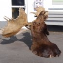 Elchkopf riesengroßer Elch Kopf Schulter Präparat H 154 cm Geweih Jagd Trophäe