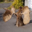 Elchkopf riesengroßer Elch Kopf Schulter Präparat H 154 cm Geweih Jagd Trophäe