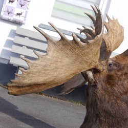 Elchkopf riesengroßer Elch Kopf Schulter Präparat H 154 cm Geweih Jagd Trophäe