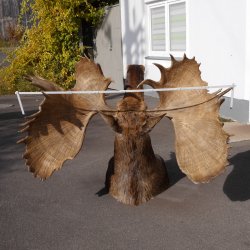 Elchkopf riesengroßer Elch Kopf Schulter Präparat H 154 cm Geweih Jagd Trophäe