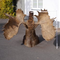 Elchkopf riesengroßer Elch Kopf Schulter Präparat H 154 cm Geweih Jagd Trophäe