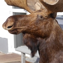 Elchkopf riesengroßer Elch Kopf Schulter Präparat H 154 cm Geweih Jagd Trophäe