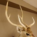 Axishirsch Kopf Schulter Präparat Höhe 109 cm Hirsch Haupt