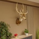 Axishirsch Kopf Schulter Präparat Höhe 109 cm Hirsch Haupt