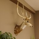 Axishirsch Kopf Schulter Präparat Höhe 109 cm Hirsch Haupt