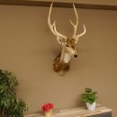 Axishirsch Kopf Schulter Präparat Höhe 109 cm Hirsch Haupt