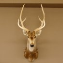 Axishirsch Kopf Schulter Präparat Höhe 109 cm Hirsch Haupt