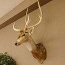 Axishirsch Kopf Schulter Präparat Höhe 109 cm Hirsch Haupt