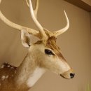 Axishirsch Kopf Schulter Präparat Höhe 109 cm Hirsch Haupt