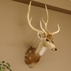 Axishirsch Kopf Schulter Präparat Höhe 109 cm Hirsch Haupt