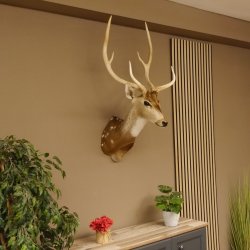 Axishirsch Kopf Schulter Präparat Höhe 109 cm Hirsch Haupt