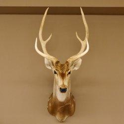 Axishirsch Kopf Schulter Präparat Höhe 109 cm Hirsch Haupt