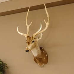 Axishirsch Kopf Schulter Präparat Höhe 109 cm Hirsch Haupt