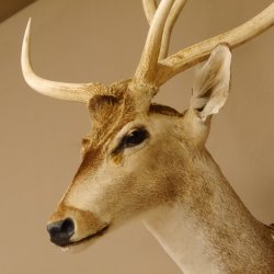 Axishirsch Kopf Schulter Präparat Höhe 109 cm Hirsch Haupt