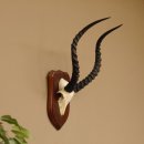 Impala Antilope (Aepyceros) Schädeltrophäe Trophäe HL 49 cm auf Trophäenschild 88.4.61