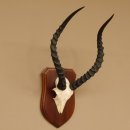 Impala Antilope (Aepyceros) Schädeltrophäe Trophäe HL 49 cm auf Trophäenschild 88.4.61