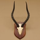 Impala Antilope (Aepyceros) Schädeltrophäe Trophäe HL 49 cm auf Trophäenschild 88.4.61
