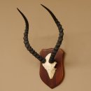 Impala Antilope (Aepyceros) Schädeltrophäe Trophäe HL 49 cm auf Trophäenschild 88.4.61