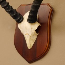 Impala Antilope (Aepyceros) Schädeltrophäe Trophäe HL 49 cm auf Trophäenschild 88.4.61